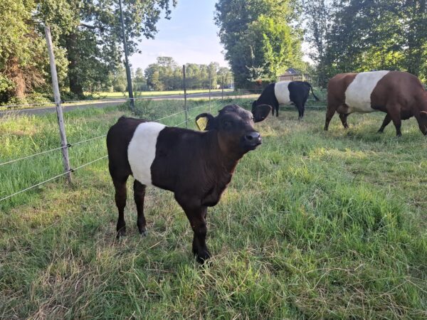 Koe met vaarskalf te koop