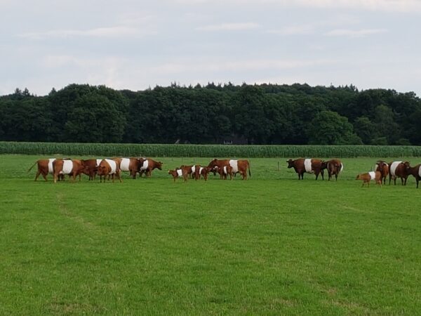 Rode Lakenvelder pinken
