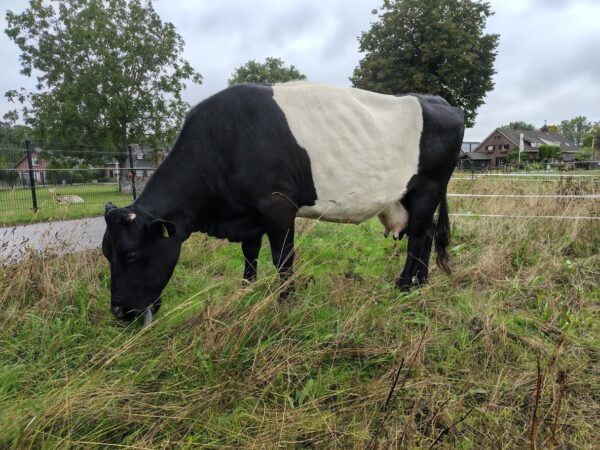 Lakenvelder koe te koop (8-7-17)