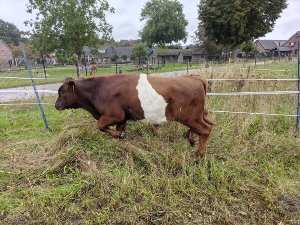 Stevige rood stiertje te koop in Loon Op Zand (NB)