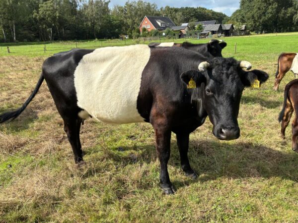 Te koop zwart witte lakenvelder koe met stierkalf en koe/pink
