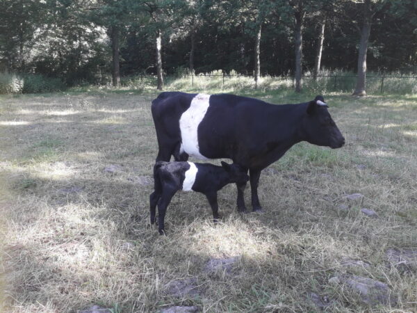 Lakenvelder vaars Zwart wit (18-06-2026) Mierlo